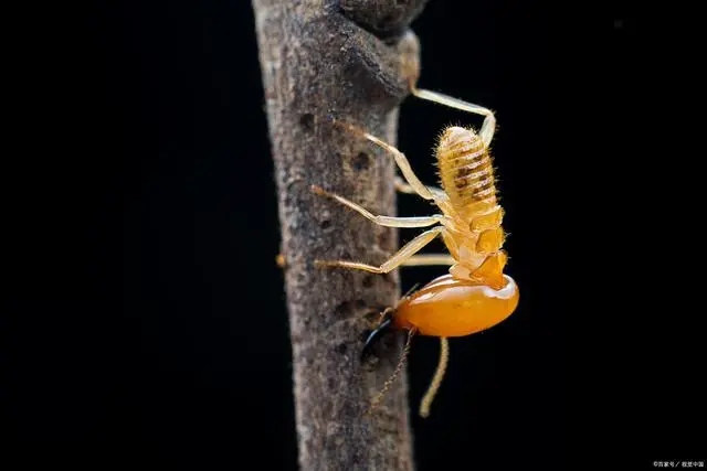 c8177f3e6709c93d4451b60addc143d5d30054b5.webp c8177f3e6709c93d4451b60addc143d5d30054b5.webp